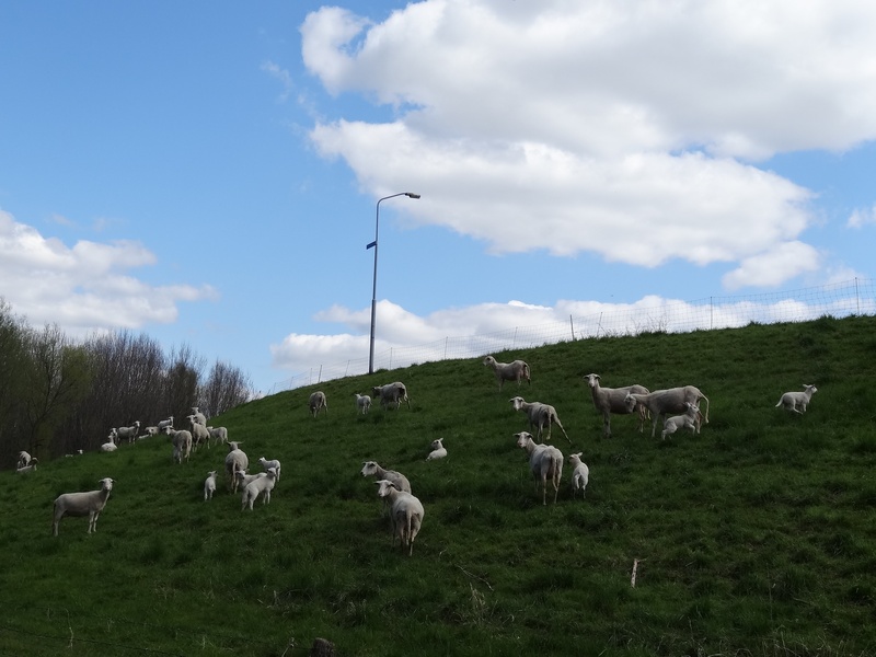 domestic, herd, farm animal, vertebrate, animal, grass, outdoor life, no people, young, sky, spring, animal themes, plant, mammal, group of animals, grazing