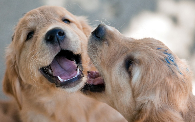 Game, mouth, animal themes, one animal, portrait, domestic, Fun, Paint, domestic animals, close-up, animal teeth, canine, golden retriever, Pups, mammal