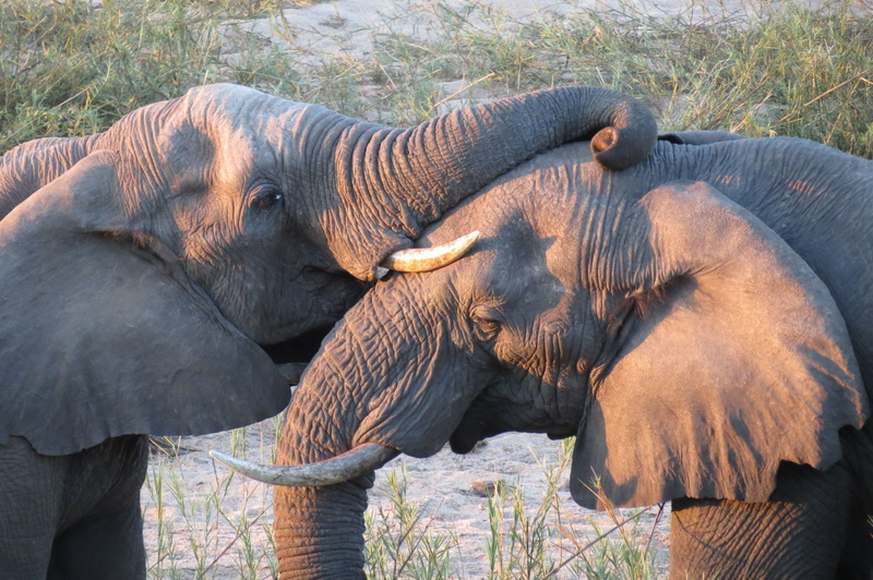 animal, animal wildlife, two animals, animal themes, herbivorous, animal family, sunlight, frolic, elephant, sunset, nature, animals in the wild, elephants