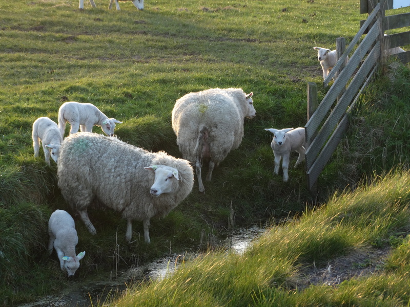 5K, nature, group of animals, mammals, browser, animals, mammal, vertebrate, young, herbivorous, grass, lambs, domestic animals, spring, no people, outdoors