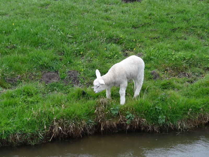 Lambs, Lamb, 2K, no people, agriculture, animal, herbivorous, plant, farm, water, day, domestic animals, green color, growth, outdoors, animals, livestock