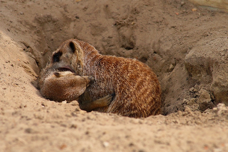 sand, funny, land, frolic, sweet, nature, feel at home, brown, sunlight, relaxation, wildlife photography, beach, scramble, mammal, africa, 2K, small animal
