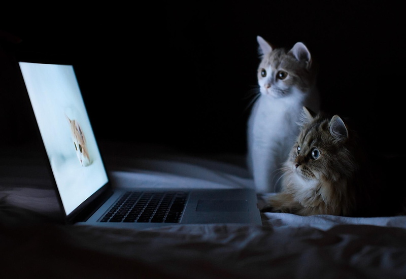 hanna, animal, kitten, torode, animals, benjamin torode, daisy, 1080P, technology, benjamin