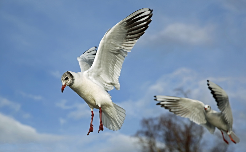 waterfowl, plumage, seagull, group of animals, franklin, photography, s, low angle view, clouds, gulls, white color, spread wings, animal themes, blue