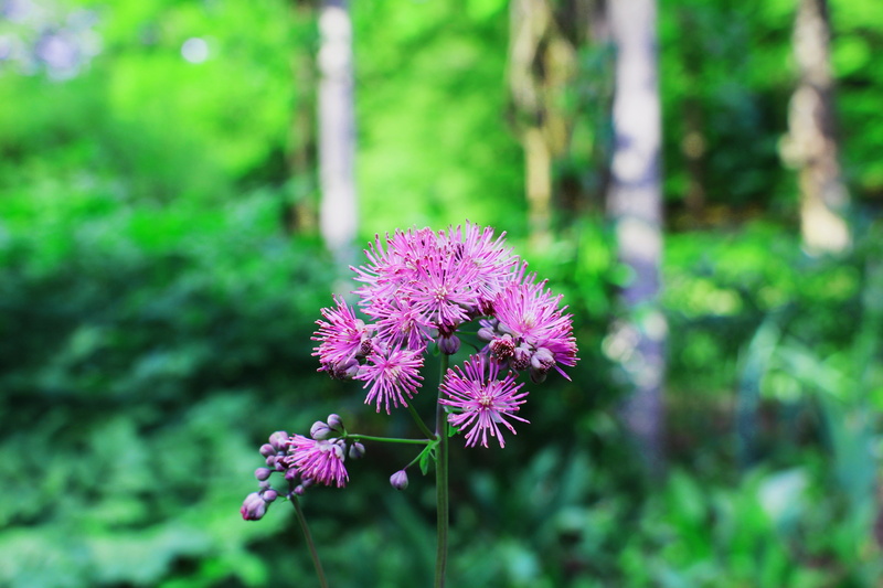 day, fragility, pollination, flowers, beauty in nature, focus on foreground, no people, nature, growth, plants, flower, flowering plant, purple, pink color