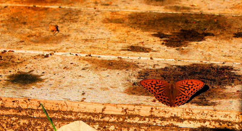 sunlight, wall - building feature, orange color, high angle view, 2K, butterfly - insect, flowers, water, animals in the wild, animal wing, land, animal themes