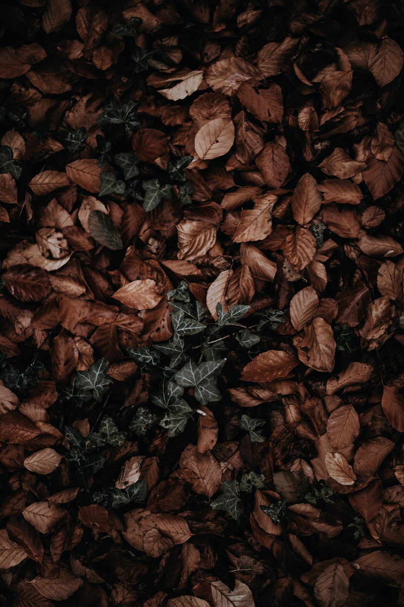 close-up, brown, change, large group of objects, plant, leaves, plant part, directly above, dry, abundance, full frame, indoors, no people, dried, beauty in nature