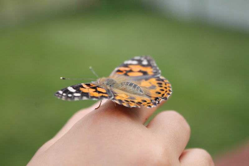 insect, one animal, human limb, human hand, one person, nature, human body part, new life, metamorphosis, summer, change, human finger, unrecognizable person