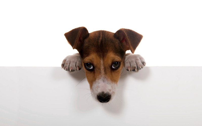 young Animal, white Background, domestic Animals, curiosity, short, dog, cute, looking at camera, domestic, purebred Dog, fun, brown, muzzle, animal body part
