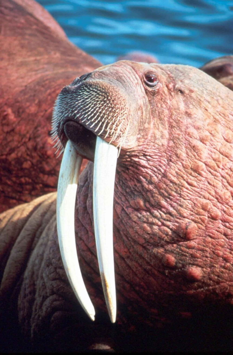 animal themes, animal mouth, brown, underwater, white, water, one animal, facing, odobenus, nature, focus on foreground, mouth, animal body part, vertebrate