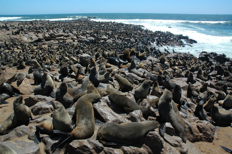 sky, cape cross, seal, herd, scenics - nature, water, black, 2K, no people, lions, tranquility, sea life, pebble, dog, sea, horizon over water, outdoors