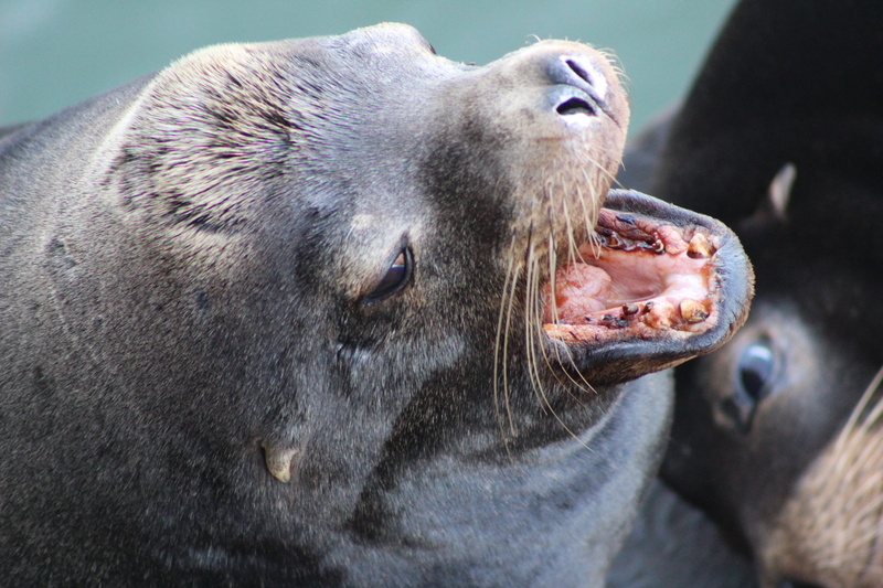 santa cruz, animal head, outdoors, animals in the wild, seals, close-up, walrus, eating, santa cruz wharf, close, mouth, one animal, nature, sleeve, animal body part
