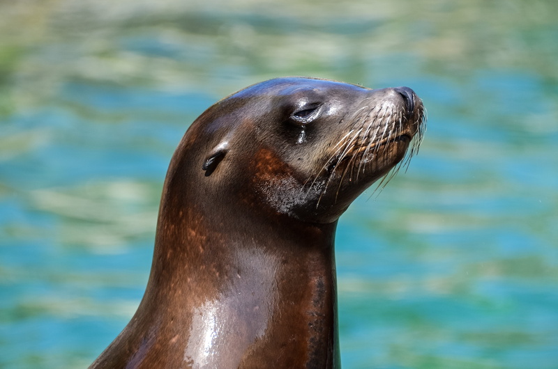 animal photography, seal - animal, animal wildlife, close-up, zoo, animal body part, side view, marine, sea lion, water, no people, blur, sea, photo, wet