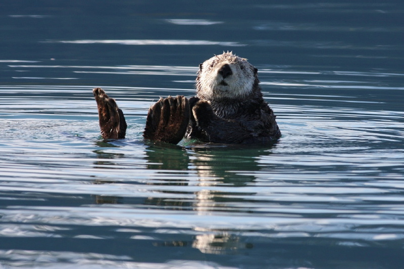 outdoors, group of animals, floating on water, vertebrate, white, body, swimming Animal, aquatic, aquatic mammal, otter, underwater, 1080P, no people