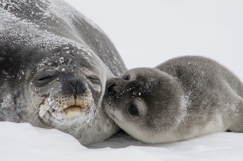 aquatic mammal, snow, young, newborn, seal - Animal, portrait, animal, kisses, animals in the wild, marine, cold temperature, winter, lions, two, cute