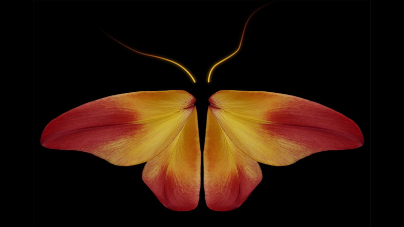 photography, growth, leaves, digital composite, beauty in nature, freshness, vulnerability, flowering plant, plant, indoors, petal, nature, 1080P, abstract