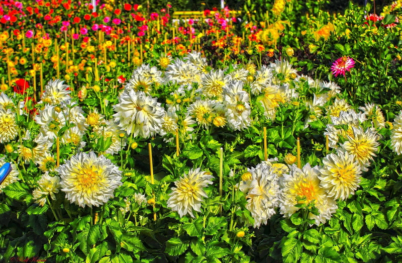 springtime, freshness, outdoors, yellow, botany, rural Scene, daisy, beauty In Nature, flowering plant, petal, no People, land, white, dahlia, multi Colored