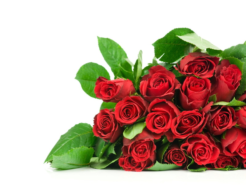 valentines Day - Holiday, roses, anniversary, flower, decoration, much, red, plant, love, flowering plant, gift, backgrounds, white background, petal, summer