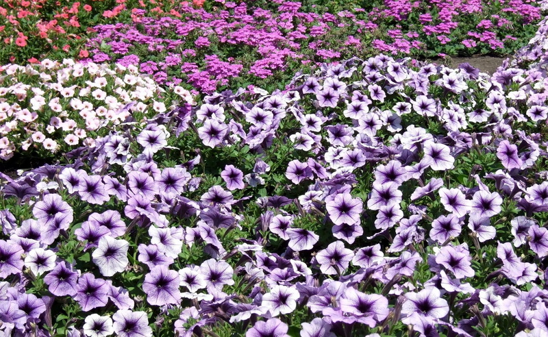 land, plant, bright, outdoors, springtime, petunia flowers, flower, flower head, growth, flowerbed, pink color, much, full frame, fragility, no people