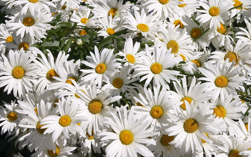 yellow, 2K, chamomile, flower, petal, full frame, marguerite, backgrounds, flowerbed, freshness, meadow, daisies, plant, chamomile Plant, much, outdoors