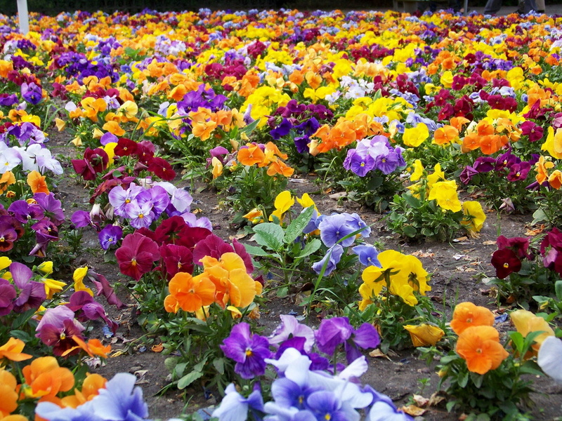petaled, growth, vibrant Color, plant, much, outdoors, petal, different, fragility, backgrounds, flower, yellow, bed, pansy, day, blue, formal Garden, close-up