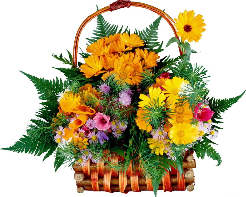 flowers, red, white Background, variety, 1080P, nature, season, blossom, growth, flowering plant, beauty In Nature, indoors, flower pot, basket, fragility