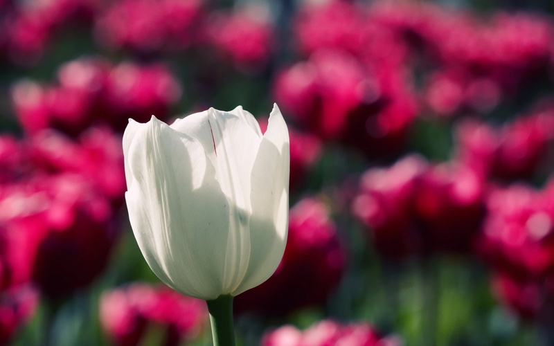 beauty in nature, day, flower, flowering plant, fragility, pink color, growth, no people, tulip, focus on foreground, vulnerability, nature, plant, tulips