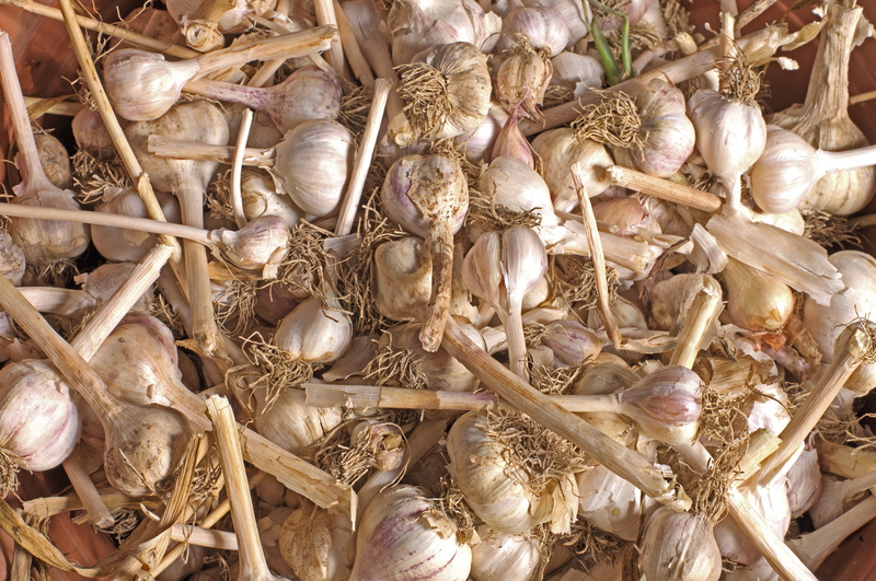 aromatic, abundance, spicy, freshness, full frame, much, market, harvest, food, large group of objects, close-up, healthy eating, high angle view, for sale