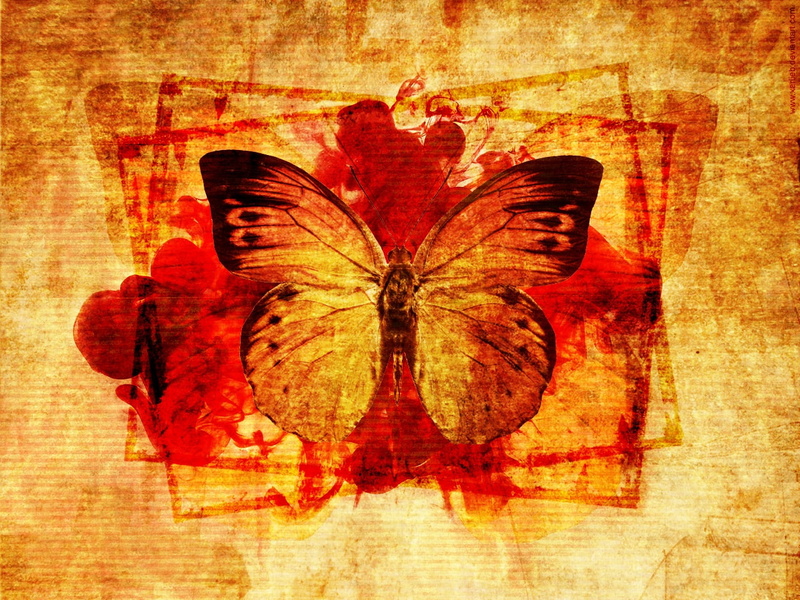 dead, butterflies, xarlieb, animals, x, much, pretty, butterfly, art, 720P, hd