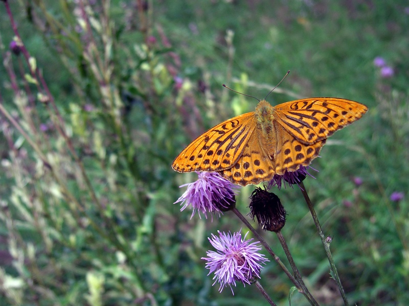 vulnerability, please donate, fritillary, close, plant, butterfly - insect, butterflies, animal, freshness, invertebrate, nature, outdoors, one animal