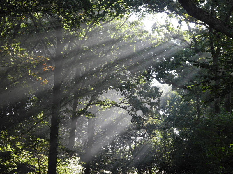 outdoors, 2K, trunk, coffee donation, light, sun, sunbeam, duvenstedter brook, land, deciduous forest, day, tranquility, rays, rainforest, paypal, green color