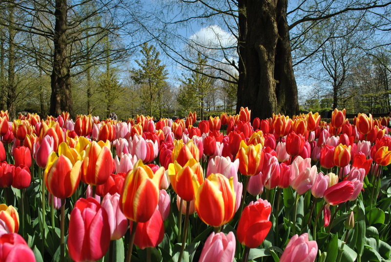 plant, springtime, outdoors, flowerbed, Holland, flower Head, red, land, summer, beauty In Nature, netherlands, day, vulnerability, inflorescence, Tulips