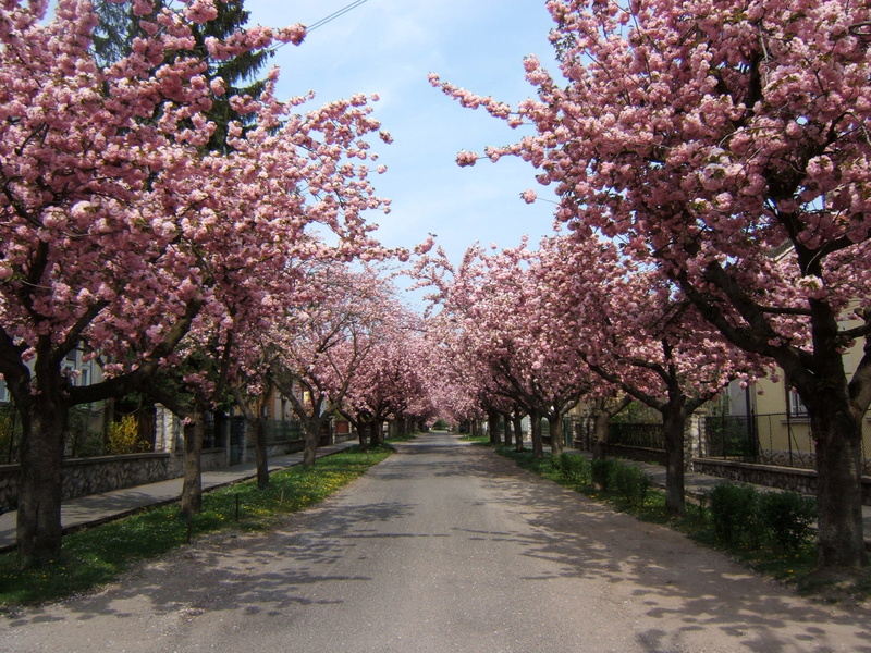 Kaposvar, cherry Tree, sky, flowering plant, dirt path, Temesvár street, blossom, japan, flowers, diminishing perspective, no people, park - Man Made Space