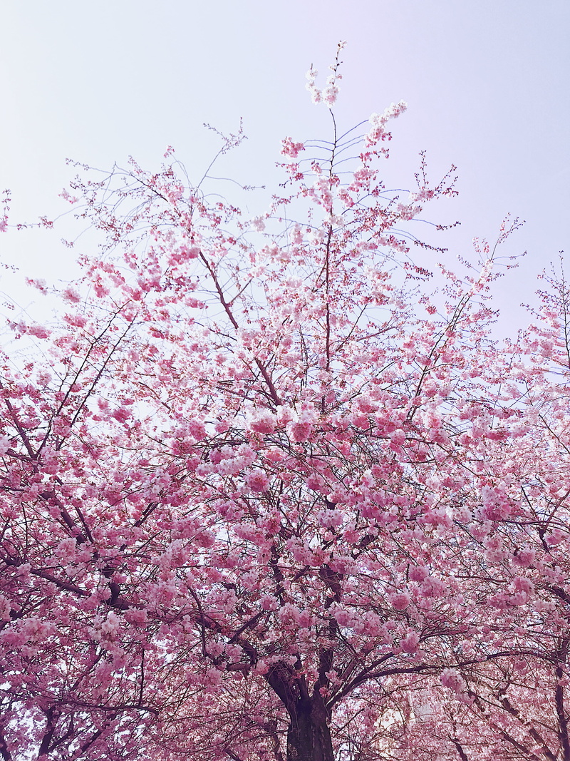 flora, blossom, environment, growth, low angle view, fragility, branch, branches, spring, nature, plum blossom, springtime, beauty in nature, cherry, flowers