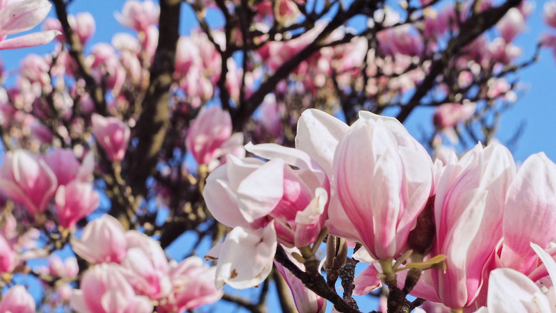 petal, delicate, 4K, flora, park, beauty in nature, pink, flower head, no people, tree, season, petals, fragility, day, springtime, flowering plant, bud