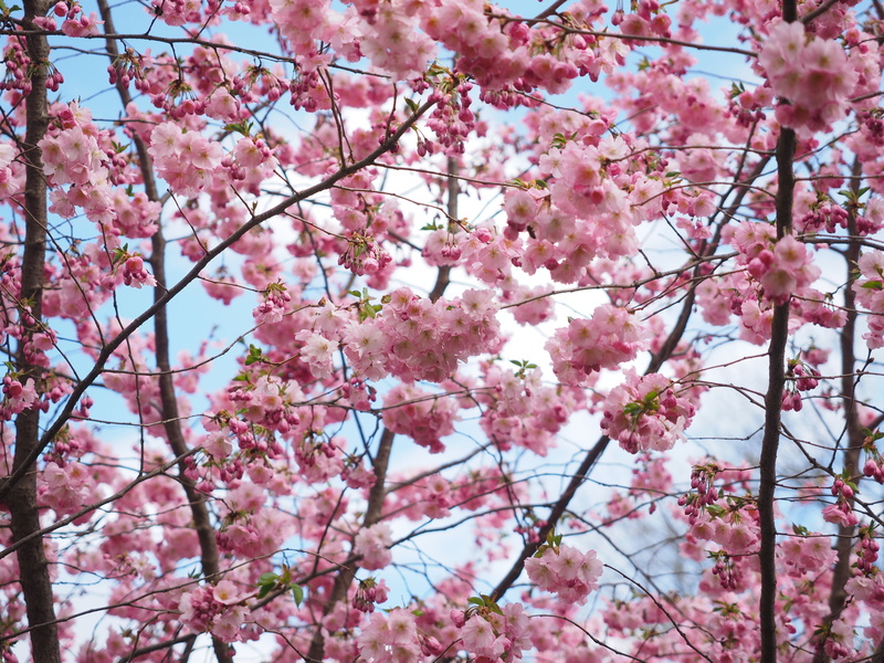 cloudy, springtime, outdoors, nature, vulnerability, lenz, ornamental cherry, cherry blossom, color, fragility, japanese cherry trees, daytime, low angle view