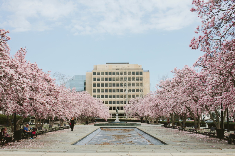 pink color, fragility, beauty in nature, architecture, white, new York City, nature, no people, tree, shot, park - Man Made Space, outdoors, growth, statue