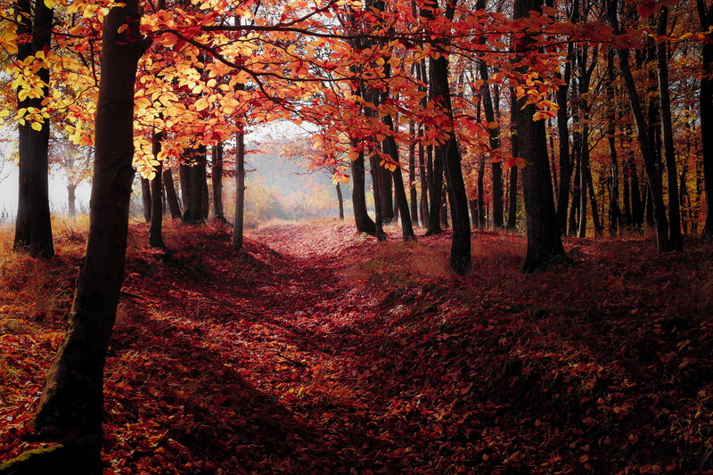 day, tree canopy, season, natural, red, october, color Image, woodland, outdoors, landscape, leaf, scenics - nature, sunlight, the way forward, treelined