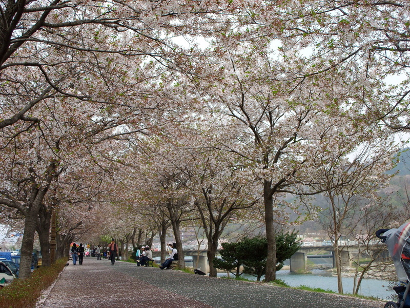 focus on foreground, River, flowers, public domain, fragility, spring, plant, cherry Tree, group of people, nature, photos, flower, blossom, beauty in nature