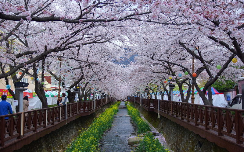 flower, sakura, whether or not, day, direction, beauty in nature, park - Man Made Space, pink Color, outdoors, nature, growth, freshness, treelined, plant