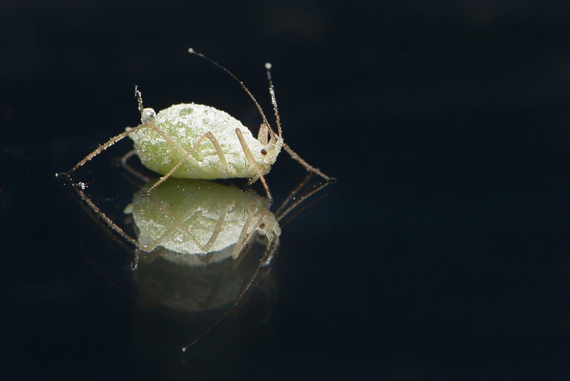 spider, animal eye, animals in the wild, food, invertebrate, Plant Lice, one animal, animal wildlife, leaf, thick louse, no people, louse, black background