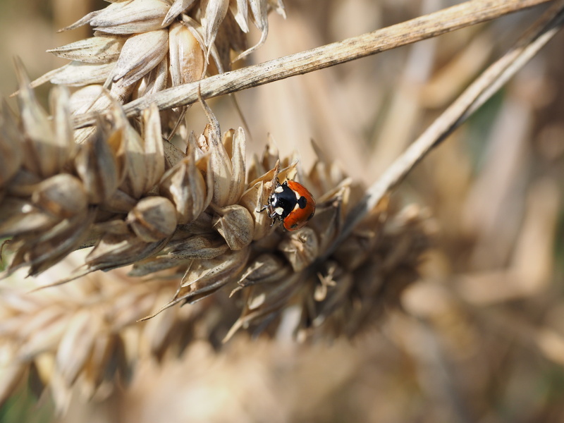 corn ear, golden, triticum, twig, wheat, plant, insect, straw, agricultural, land, dry, ripe, animal themes, siebenpunkt, spike, close-up, pest exterminator