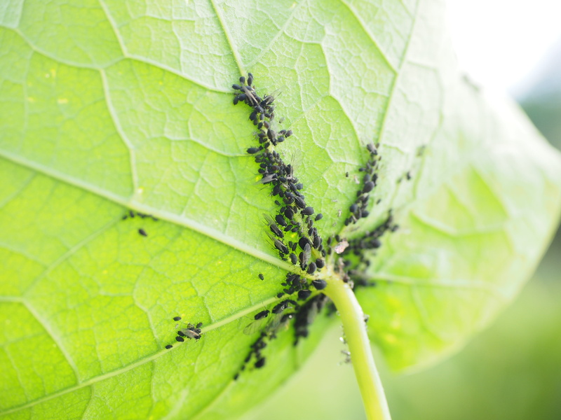 aphididae, macro, sternorhyncha, aphidoidea, vermin, black turnip aphids, sternorrhyncha, close-up, plant, plant lice, outdoors, aphis fabae, insect, ant