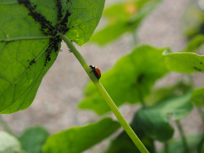 krabbeltier, bill kerfe, elytron, coccinella septempunctata, siebenpunkt, plant part, sternorrhyncha, lice, red, animal, black bean, 4K, no people, plant