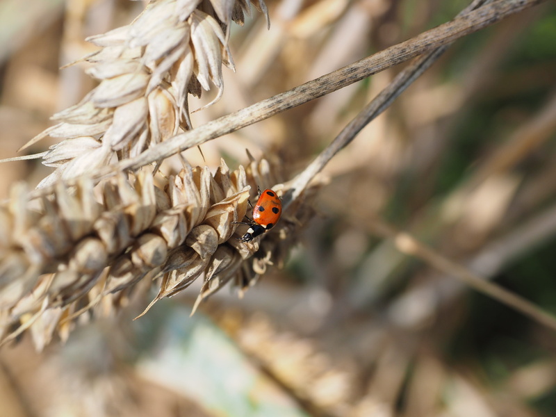 season, summer, siebenpunkt, animal wildlife, poaceae, ladybug, land, cereals, field, coccinella septempunctata, pest exterminator, outdoors, ripe, nature