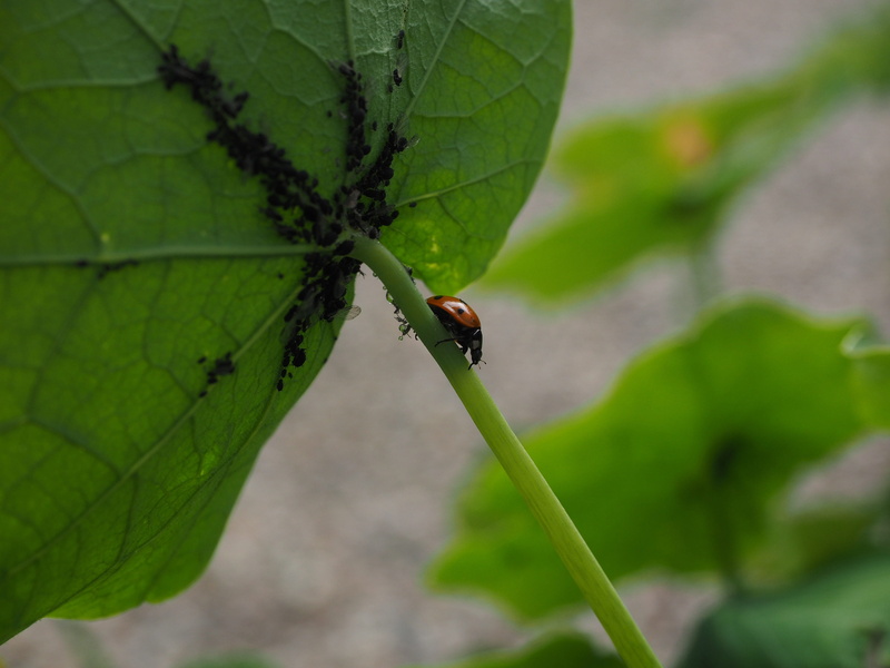 outdoors, Lice, animal themes, coccinella septempunctata, small, aphis fabae, focus on foreground, spring, black bean, one animal, hemiptera, green color