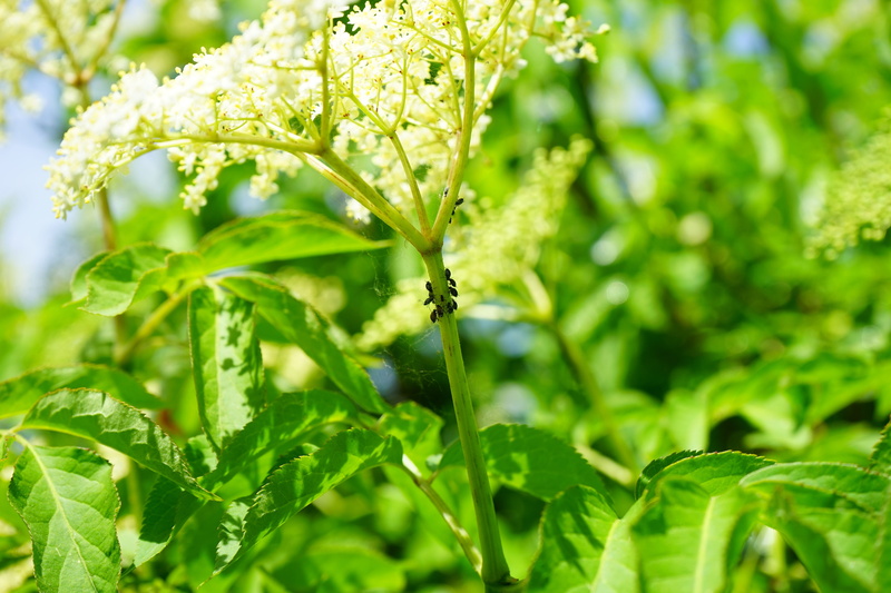 beauty in nature, animal themes, sambucus nigra, plant part, no people, outdoors, infestation, holder bush, animals in the wild, selective focus, aphid