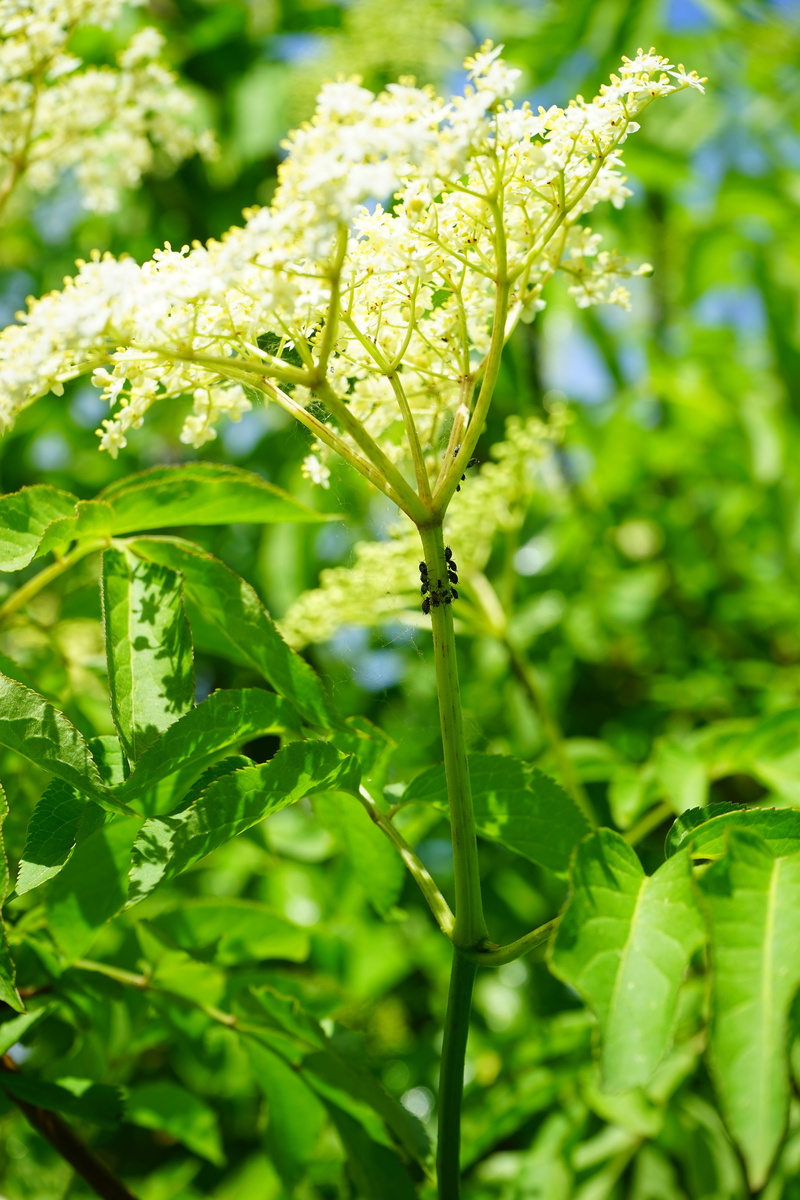 fragility, vulnerability, infestation, plant, sambucus nigra, elder, close-up, leaf, nature, flower head, raindrop, focus on foreground, 5K, green color