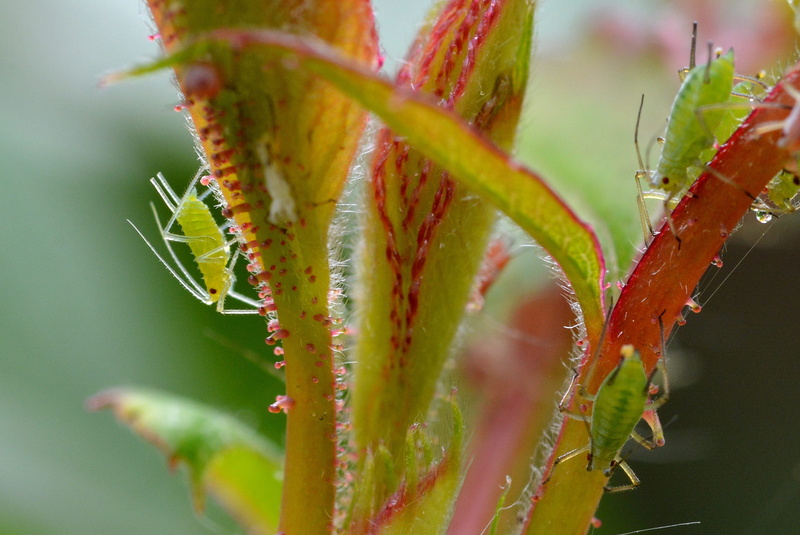 animal, selective focus, macrosiphum rosae, group of animals, green Color, 1080P, no people, growth, vermin, beauty in nature, animal themes, outdoors
