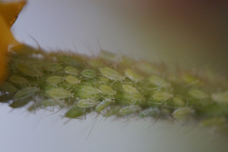 aphid, pests, softness, close-up, outdoors, vermin, infestation, no people, day, field, aphids, mass, branch, land, leaf, 5K, grass, selective focus, plant